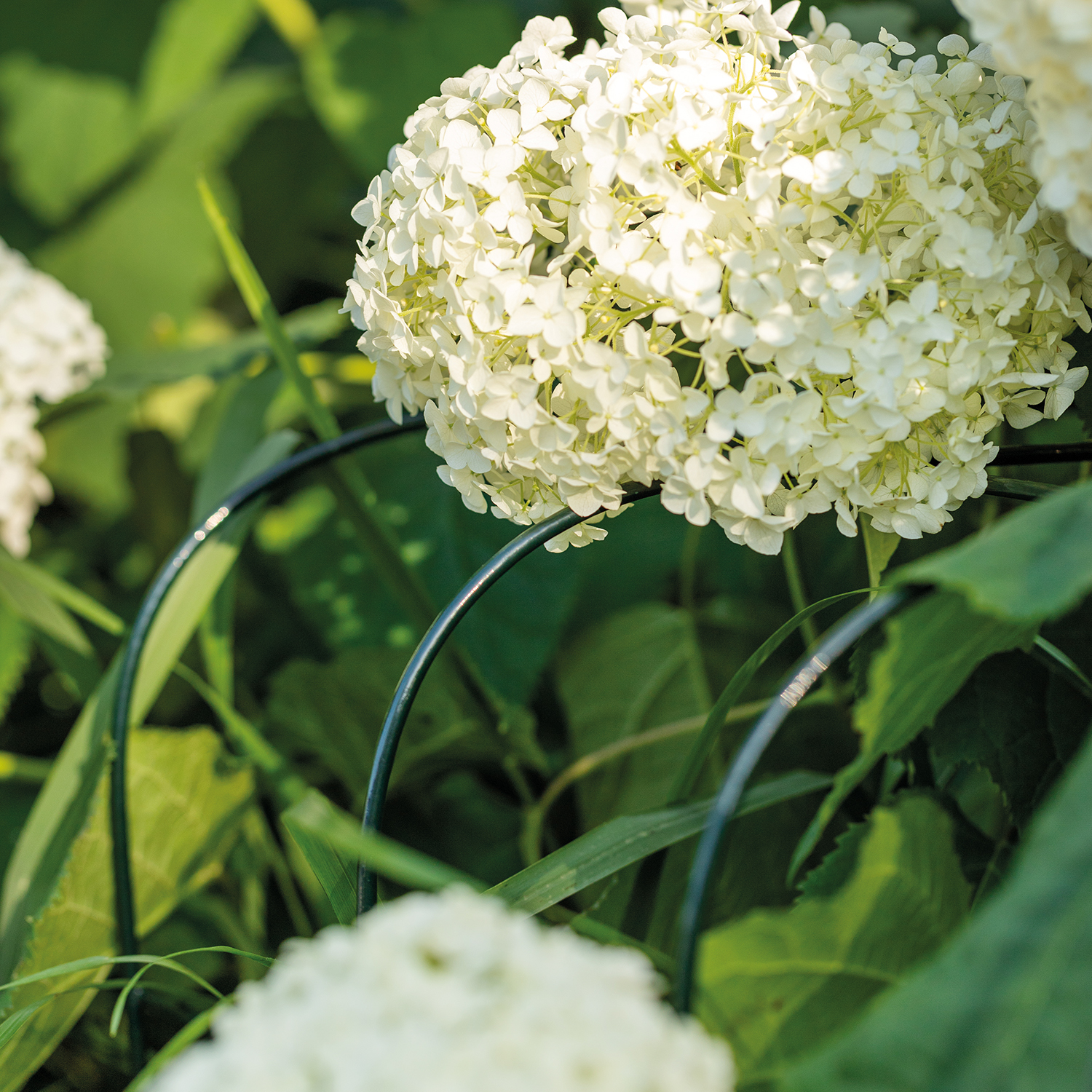 Annabelle hydrangea support 75 (set of 2)